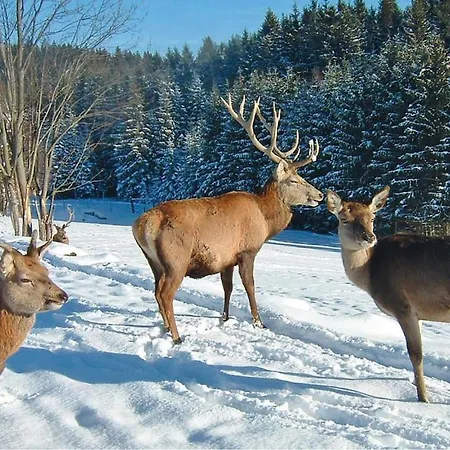 Ferienhaus Hirschalm *